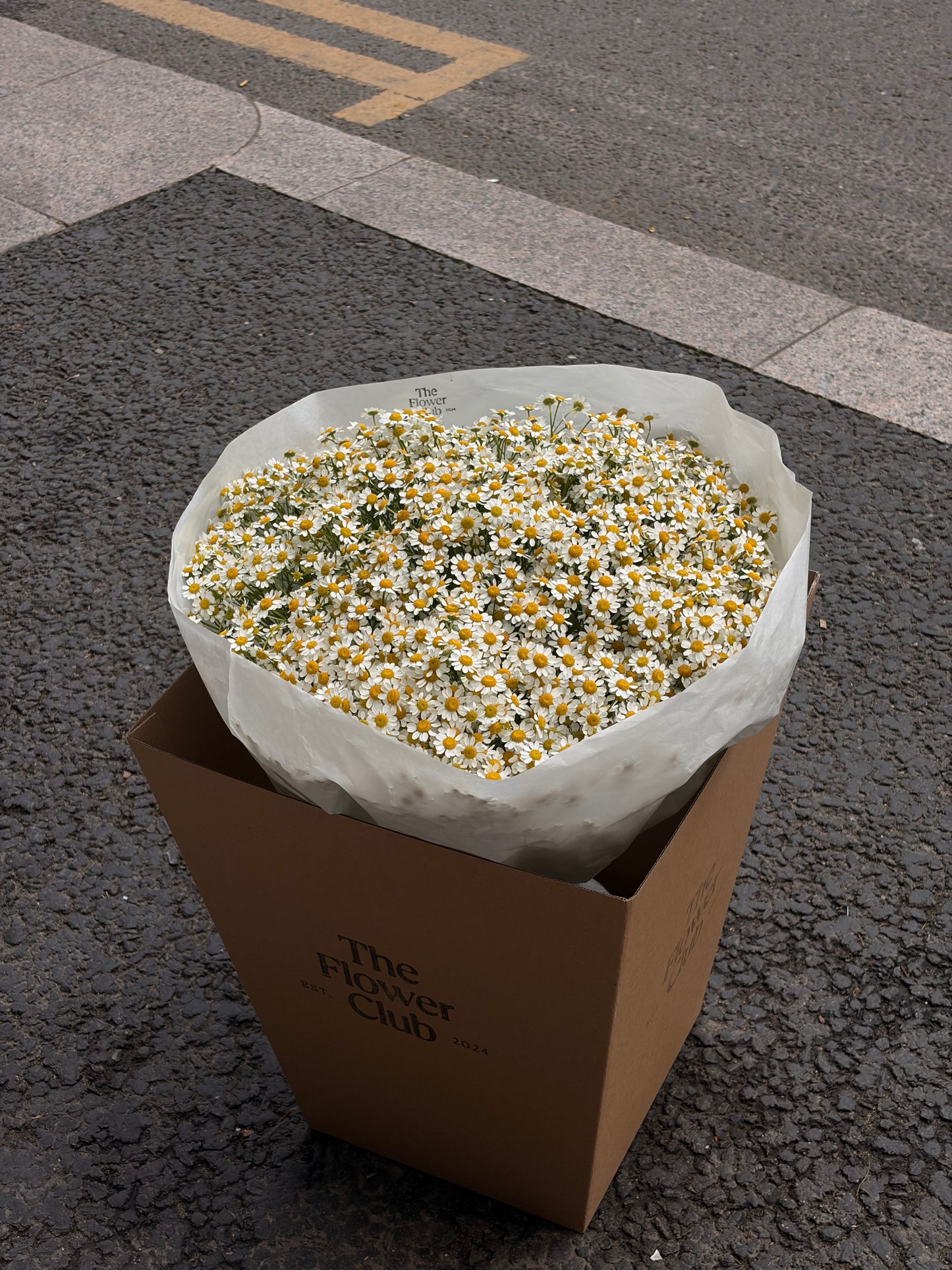 Camomile Bouquet