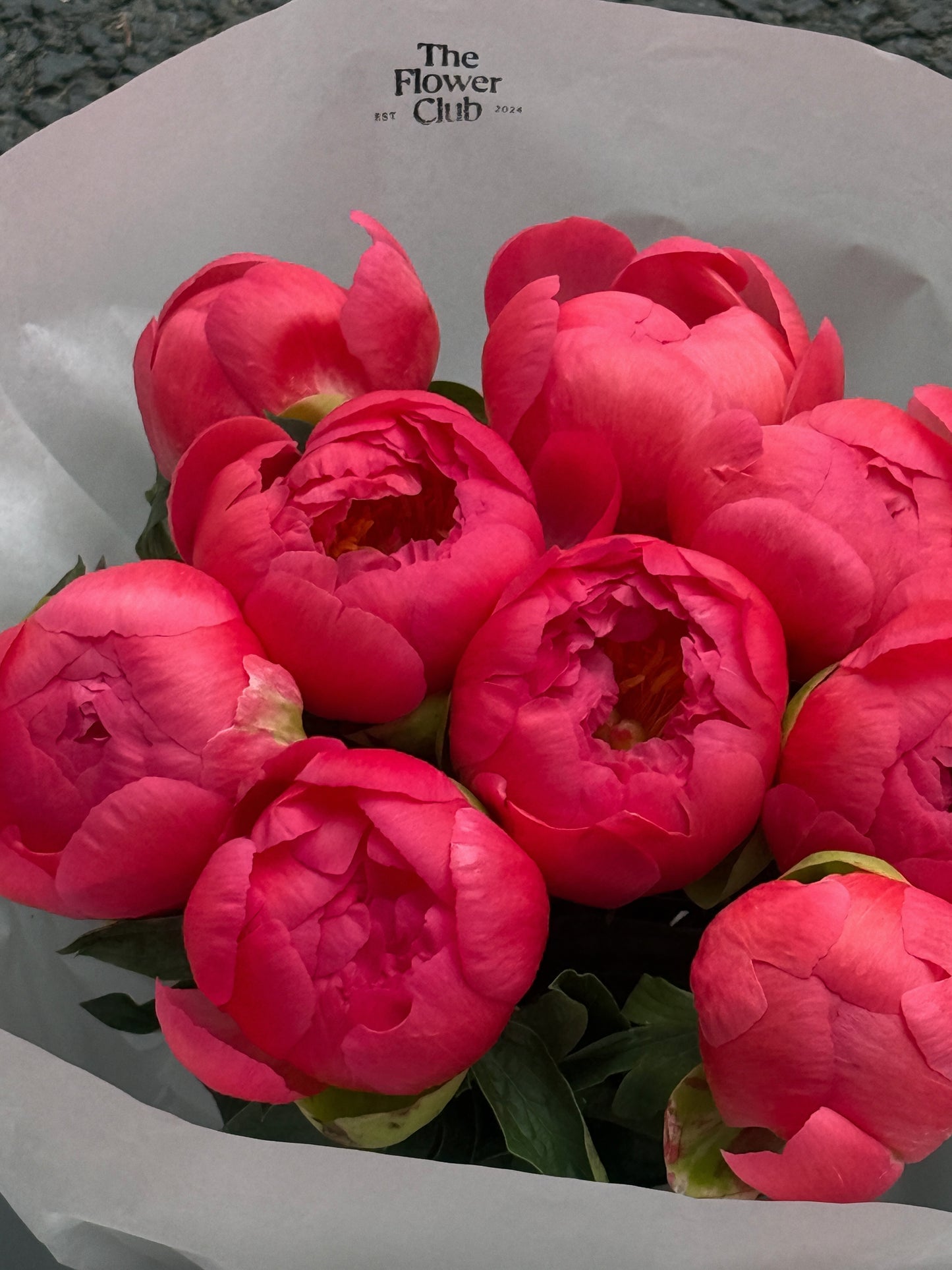 Peony Love