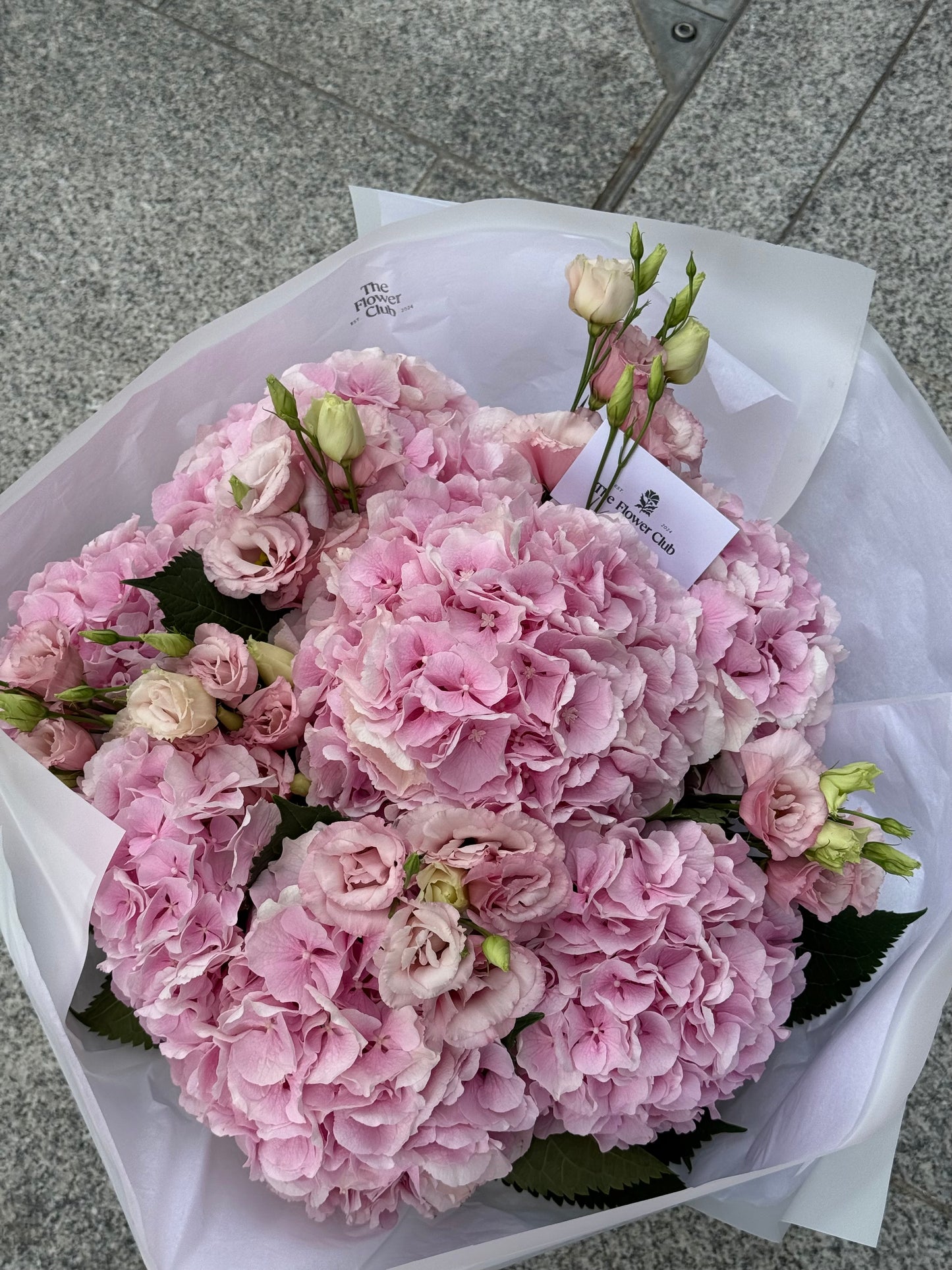 Hydrangea Kiss