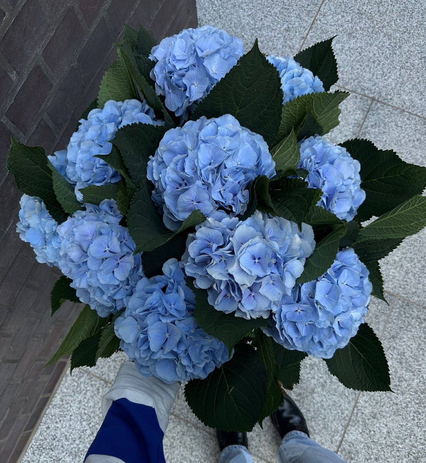 10 Luxury Blue Hydrangeas