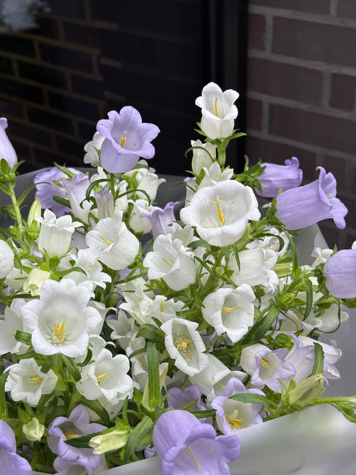 Wild Campanula Bouquet