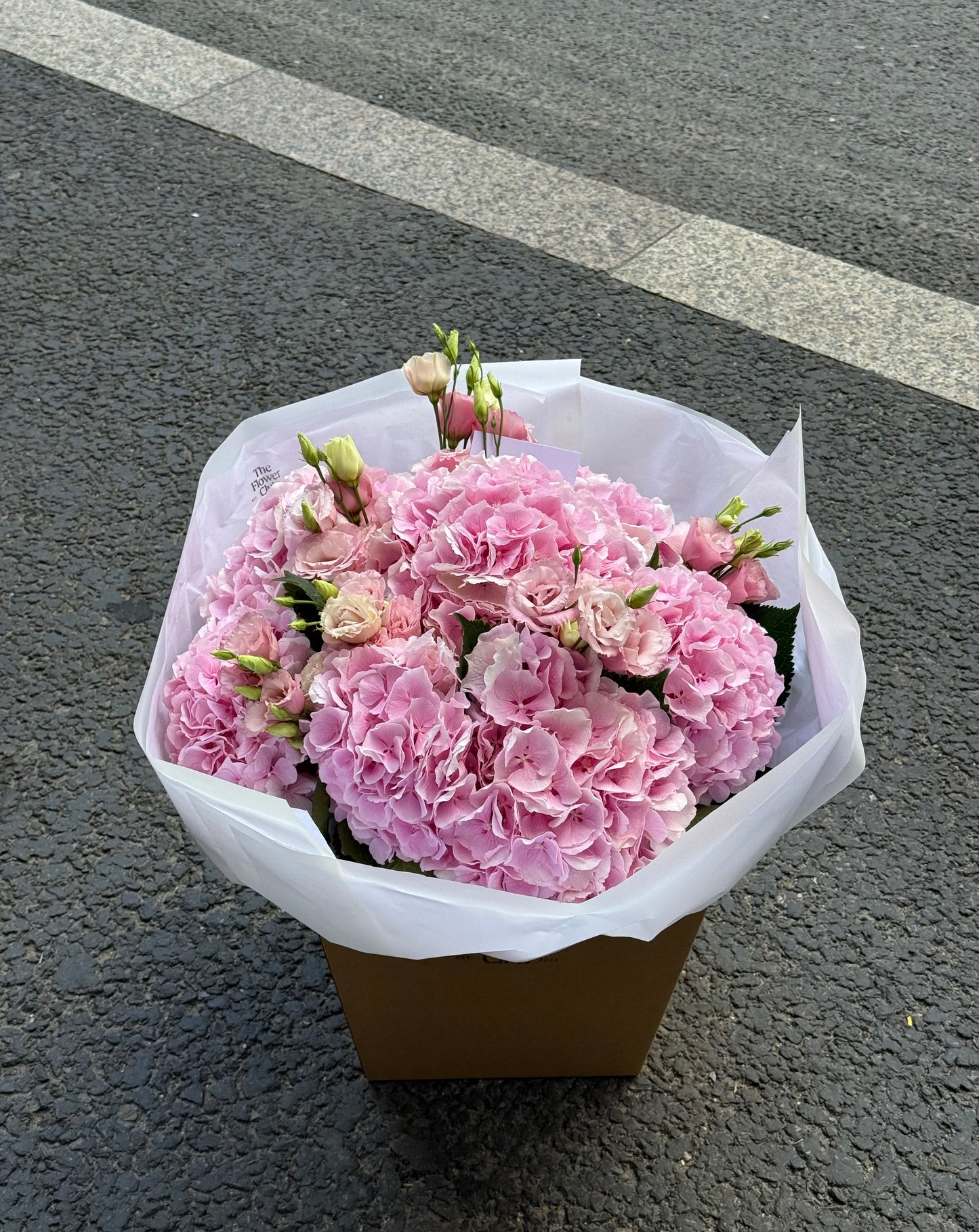 Hydrangea Kiss