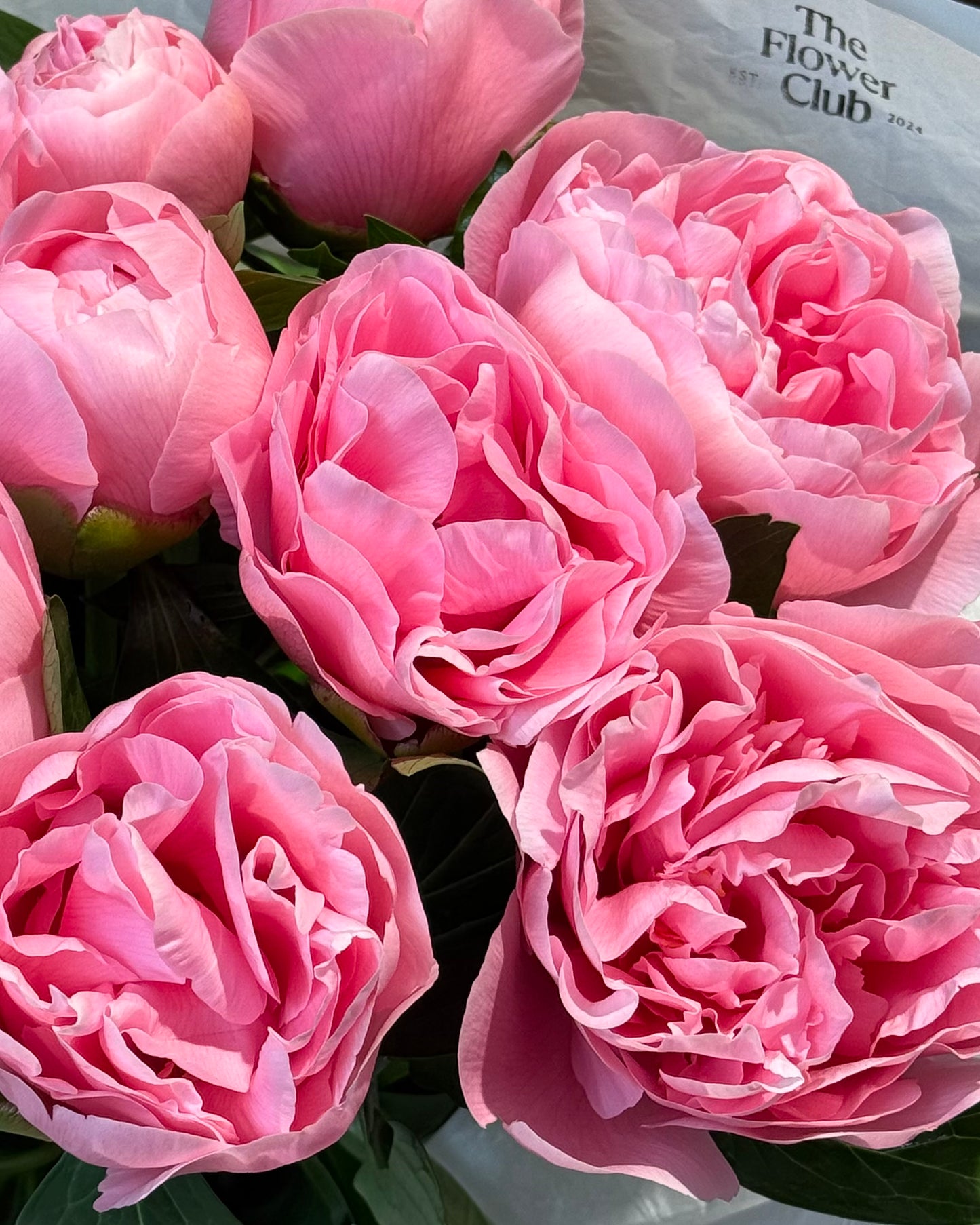 Peony Love