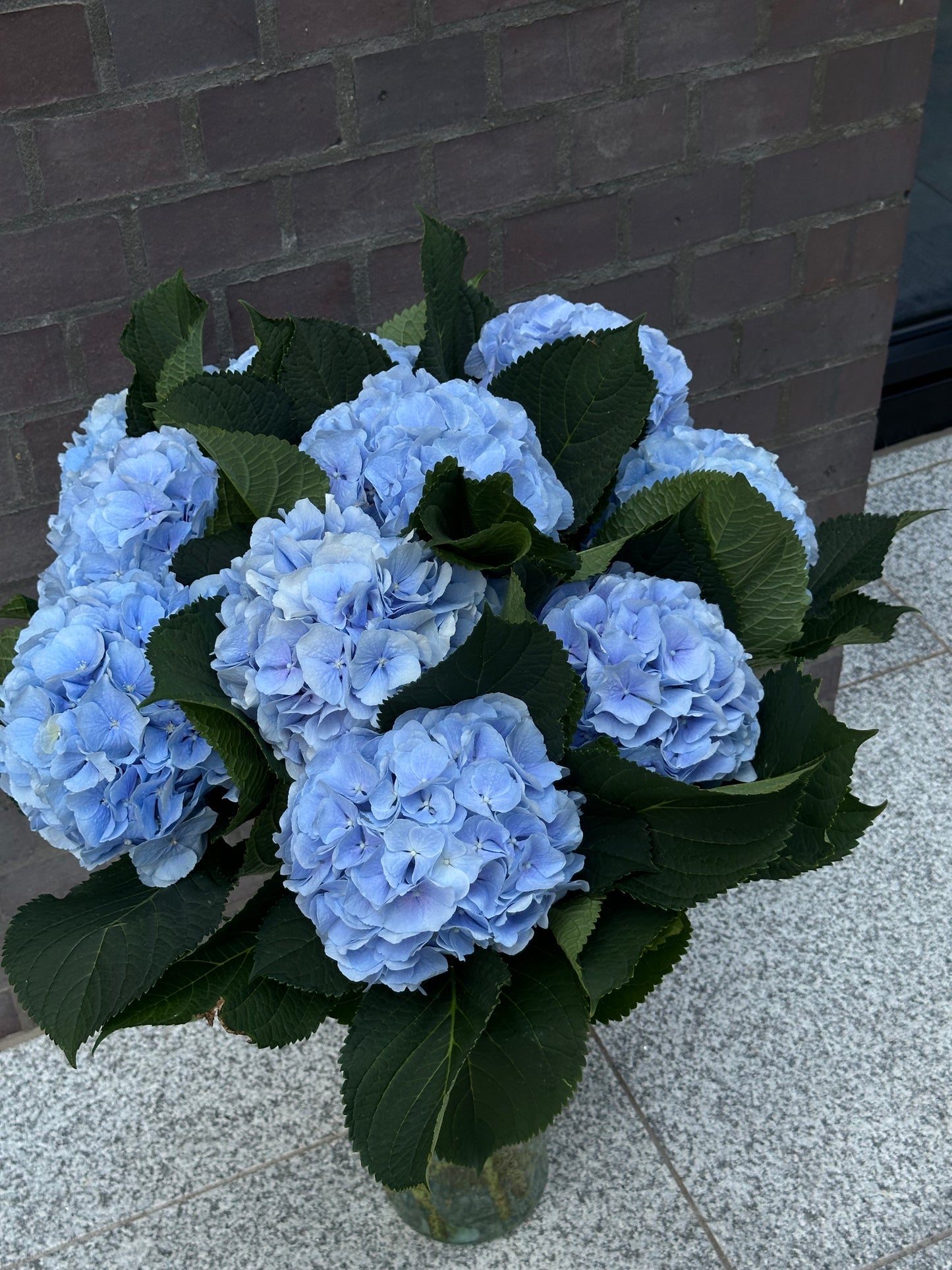 10 Luxury Blue Hydrangeas