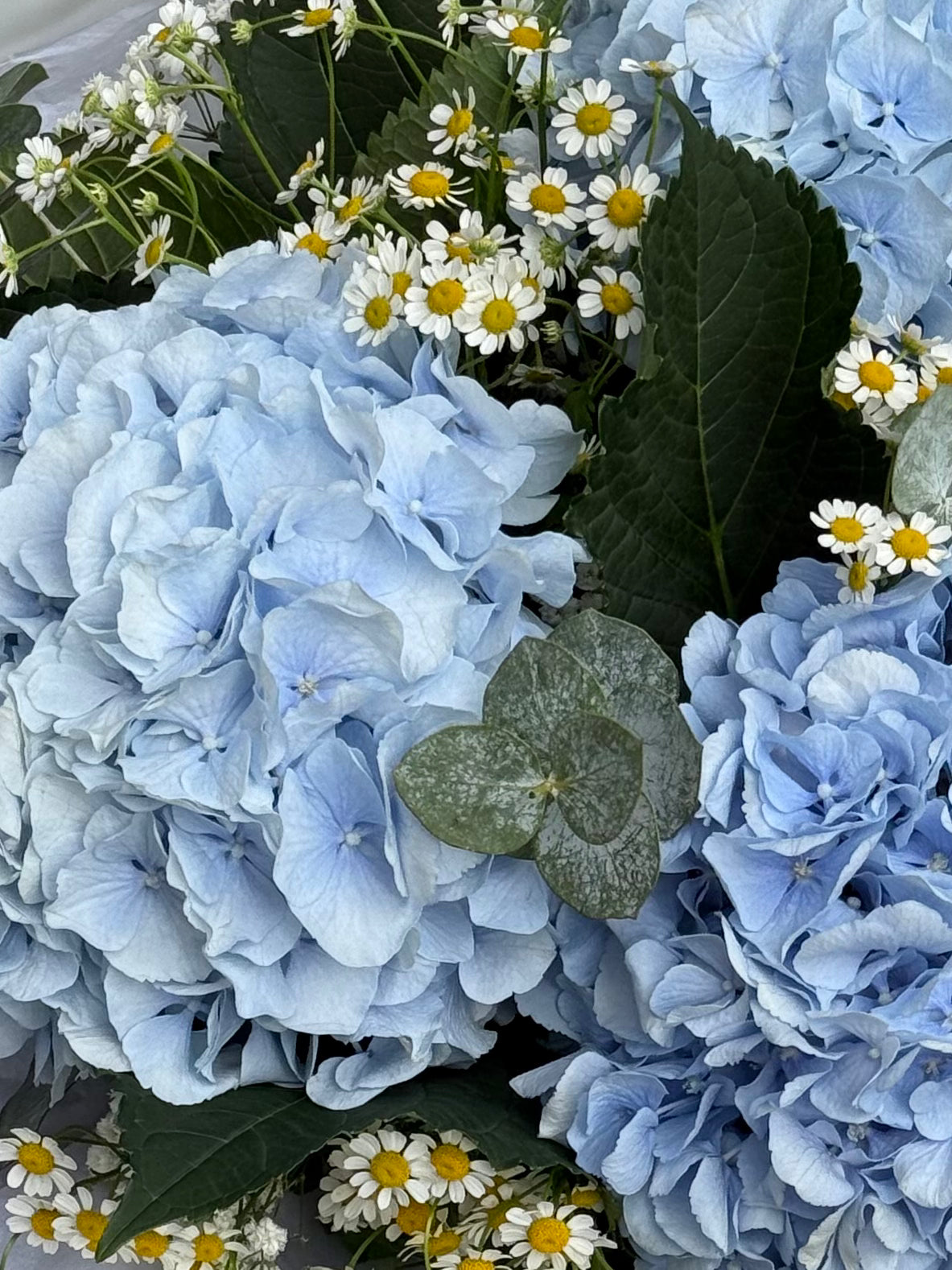 Blue Hydrangea