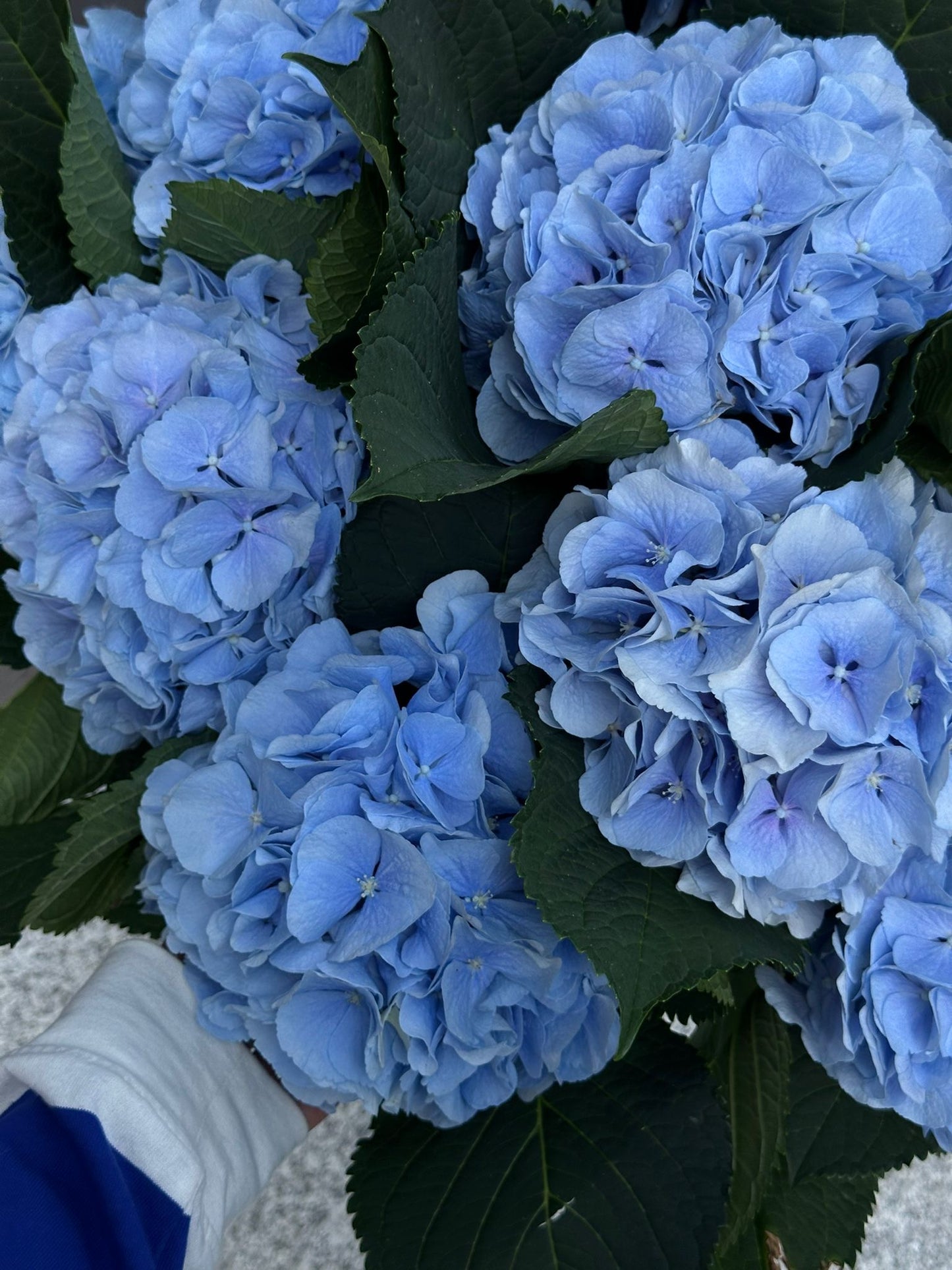 10 Luxury Blue Hydrangeas